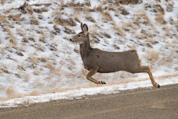 istock Stag deer (buck/male) running fast across dirt road 1372645457