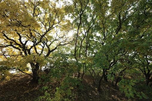 The bodhi tree in autumn, autumn, the bodhi tree is very beautiful