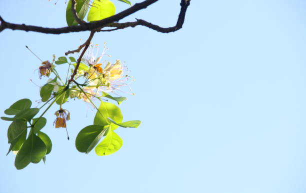 istock Crateva flower and sky. 1372654252