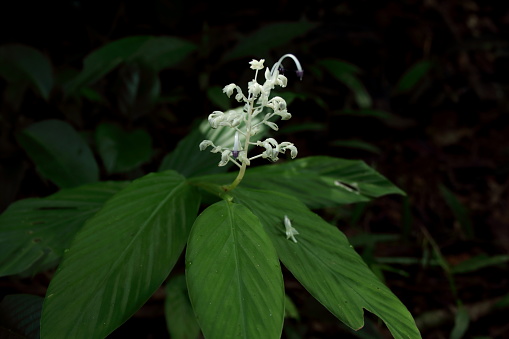 White flower of Globba or Dancing Ladies ginger blooming on shoot and green leaves with black background in forest, Thailand.