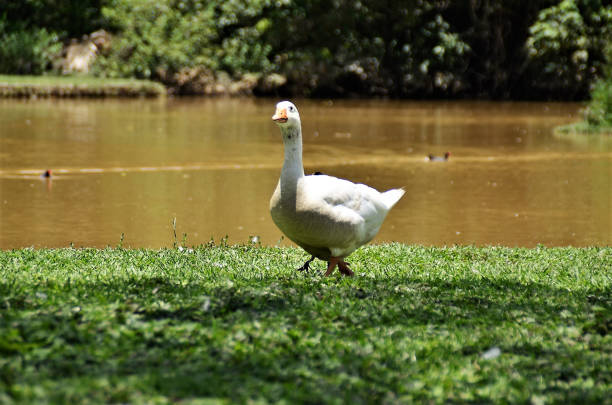 Anser anser bird walking on grass at lakeside