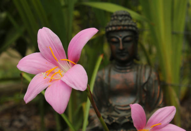 Rain Lily Flowers With Buddha Statue in Background stock photo