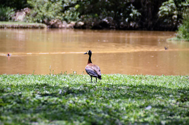 istock Dendrocygna viduata alone on grass 1372654896