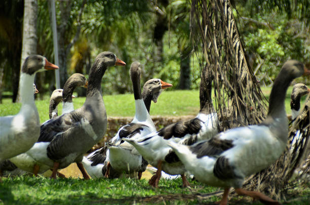istock Several Anser anser gathered in the grass 1372654897