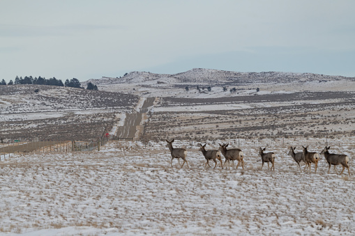 Herd of deer seeking safe passage across snowy field in ranch country in central Montana in northwestern United States of America (USA)