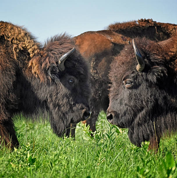istock Two Adult Bison Approaching Face to Face 1372658359