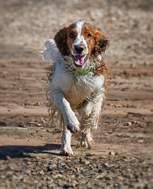 istock Wet Welsh Springer Spaniel Running on Shoreline 1372658487