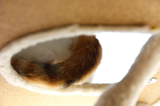 istock Low angle view of cat's tail seen from under the cat tower 1372661029