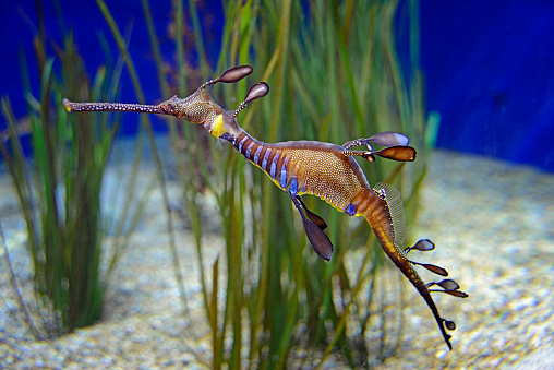 Beautiful Sea Dragon in a brightly lit environment with grass in the background.