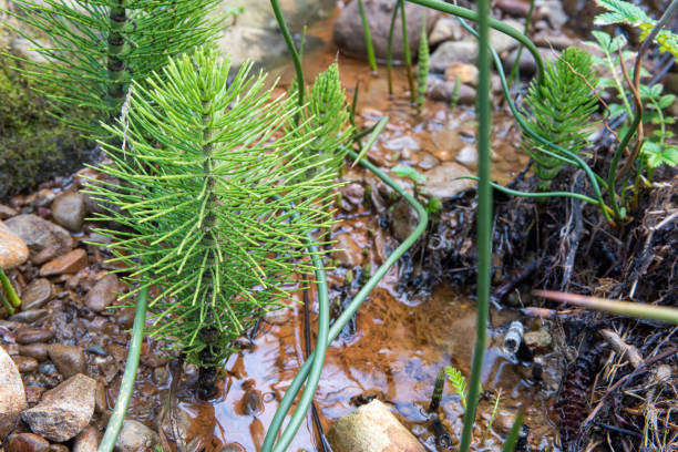 New growth of Horsetail reeds growing in a spring. stock photo