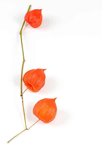 Branch of physalis with lanterns, isolated on white, selective focus