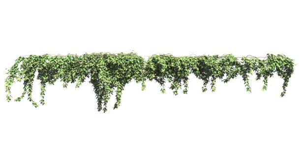 istock Climbing plants creepers isolated on white background 3d illustration 1372669128