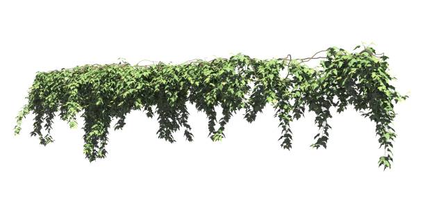 istock Climbing plants creepers isolated on white background 3d illustration 1372669130