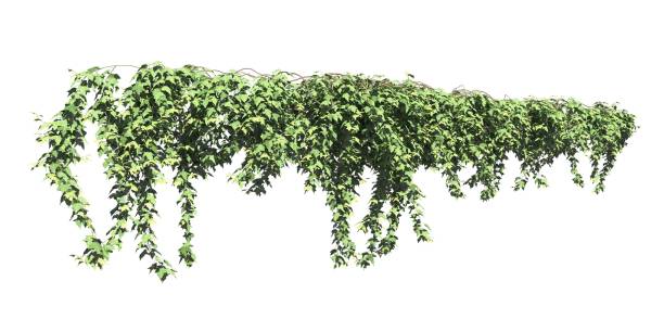 istock Climbing plants creepers isolated on white background 3d illustration 1372669158