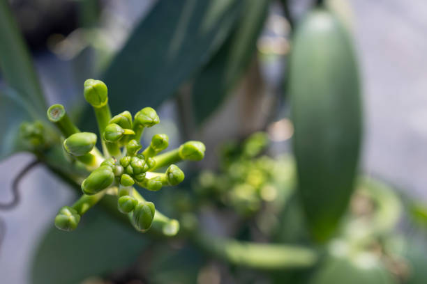 Vanilla blooming on the farm