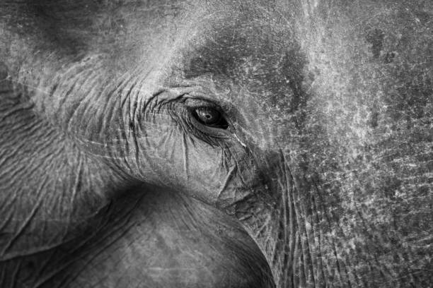 The elephant has a sad look on its face. The eye is red and the elephant is crying