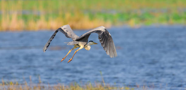 istock The grey heron in flight, flying low close to the water surface, nature backgrounds. 1372672939