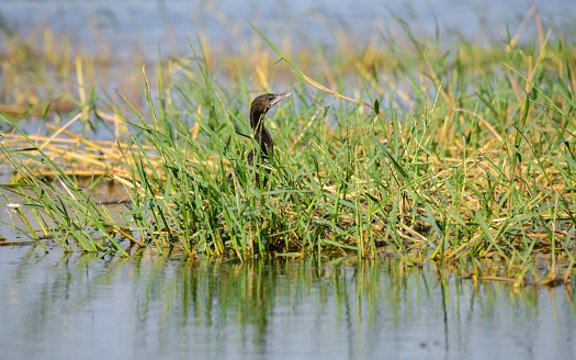 Indian shag (Phalacrocorax Fuscicollis) peeking out from the grass reeds in the marsh area near the Yoda lake in Hambantota.