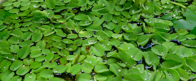 Salvinia floating aquatic plants close up, covered the entire water surface of the pond.