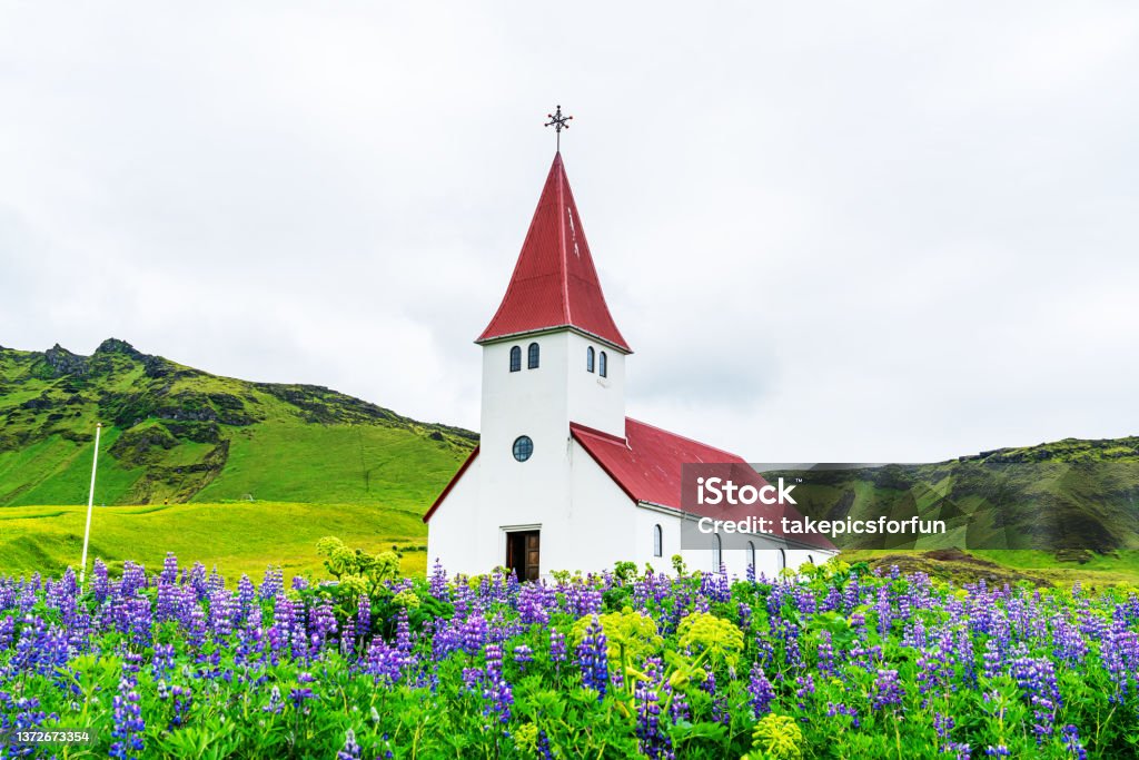 View of Reyniskirkja church on the top of mountain. View of Reyniskirkja church on the top of mountain surrounded by blooming Nootka Lupine flowers in Vik, Iceland. Church Stock Photo