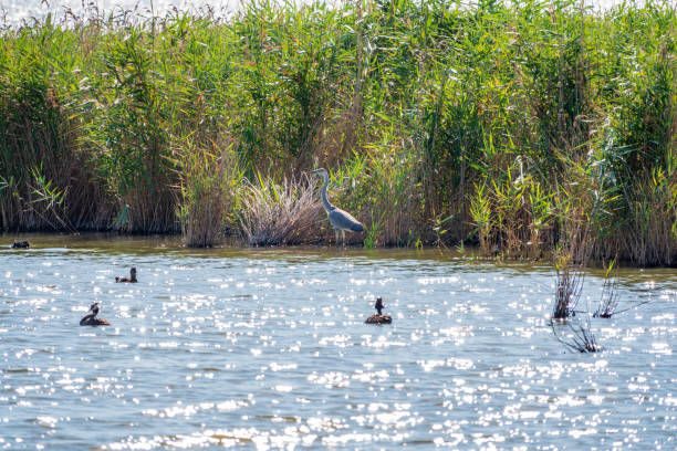 istock The grey heron stands in the lake 1372677907