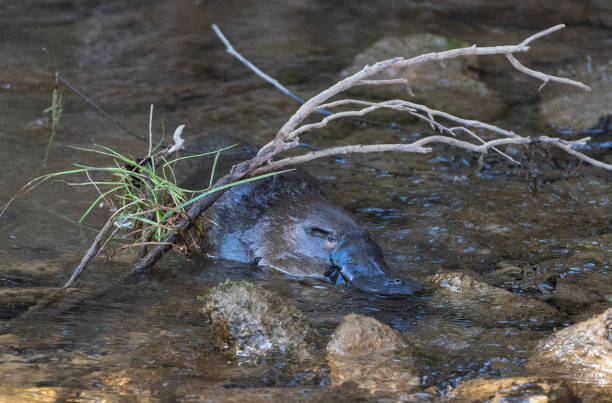 ornitorrinco nadando en un arroyo. - ornitorrinco fotografías e imágenes de stock