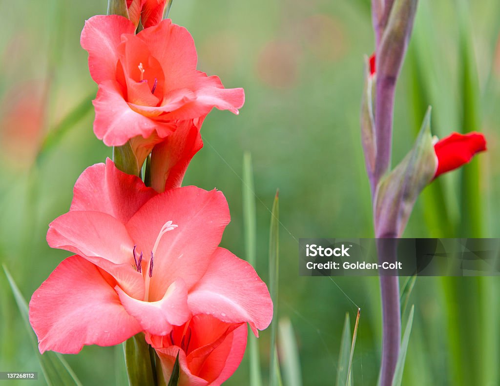Gladiole - Lizenzfrei Blume Stock-Foto