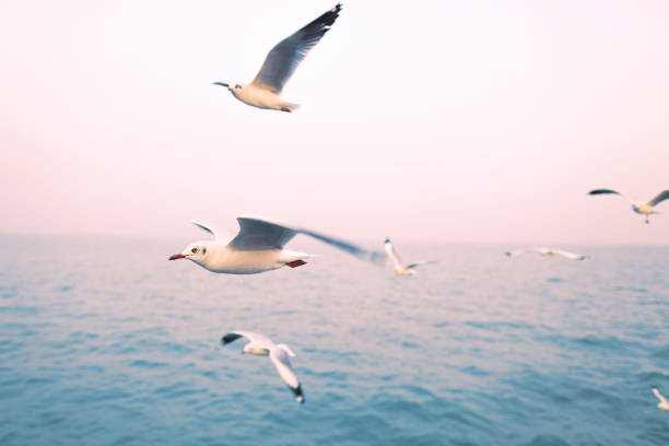 istock Seagulls flying over a sea. 1372681785
