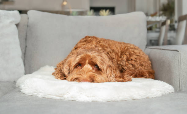 istock Sleepy dog lying on sofa and looking at camera. 1372685185