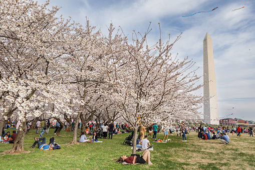 Washington, DC/USA - March 30, 2019: Families and friends relax under the blossoming cherry trees near the Washington Monument during the annual Cherry Blossom Kite Festival in Washington, DC