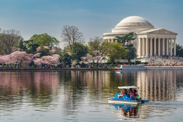 Washington, DC/USA - March 22, 2012: Tourists riding paddle boats on the Tidal Basin viewing the pink cherry blossoms in full bloom around the Thomas Jefferson Memorial during the annual spring Cherry Blossom Festival in Washington, DC