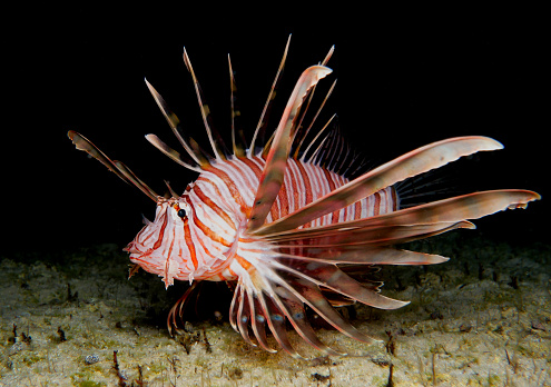The colourful but venomous lion fish has invaded the Mediterranean through the Suez Canal causing imbalance to the endemic species and posing danger to swimmers