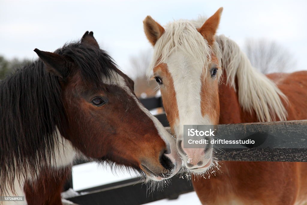 Dois cavalos em Amor Inverno - Royalty-free Amizade Foto de stock