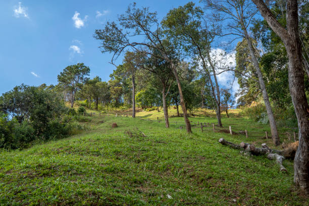 istock grass field with trees in the forest taken from an ant perspective 1372693028