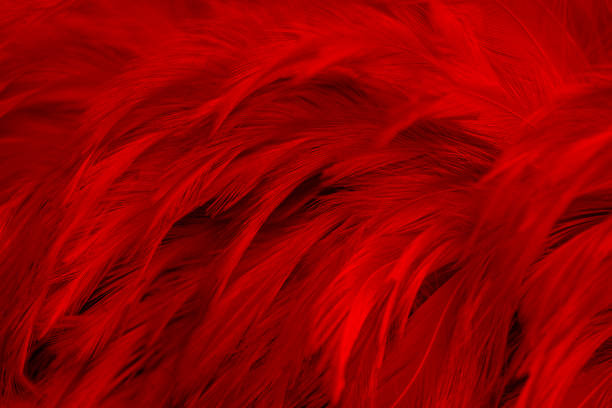 istock Beautiful Dark Red Feathers Texture Vintage Background 1372693202