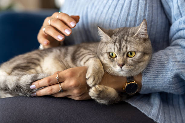 istock British short hair kitten, loved by its owner 1372693368