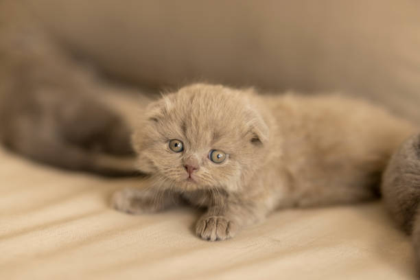 A closer view of a beautiful cat