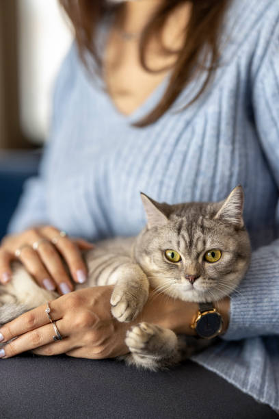 istock British short hair kitten, loved by its owner 1372694889