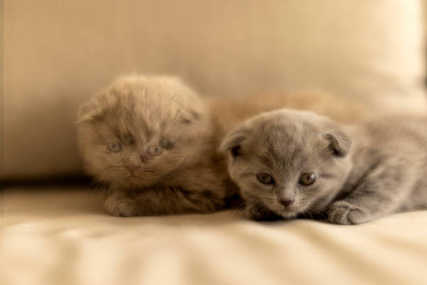 Scottish Fold Kitten. Only 1 month old