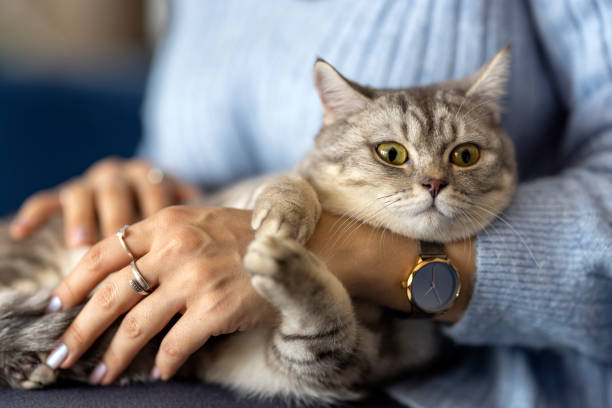 istock British short hair kitten, loved by its owner 1372696027