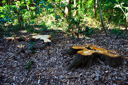 Close-up of tree stump.
Tree cut due to bad condition.