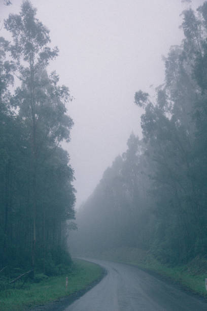 istock ON THE ROAD - FOREST DREAM SERIES 1372696233