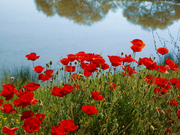 istock Poppy flowers 1372698823