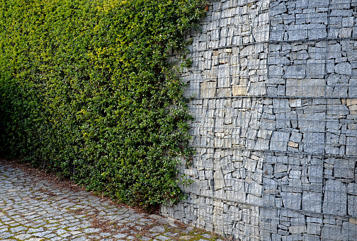 gabion large retaining wall, basket filled and leveled with stone in a visible form. a combination of stone and evergreen trimmed hedge of shrubs, coccinea, glow, straightened, pyracantha