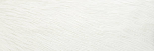 istock Light white smooth fur background. Empty place for text. Wide banner. Top down view. 1372704495