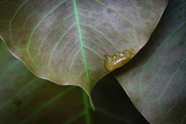 istock macro of a droplet on the leaf 1372705163