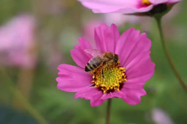 Honey bee on pink Cosmos flower. Apis mellifera on Cosmos Bipinnatus in the garden