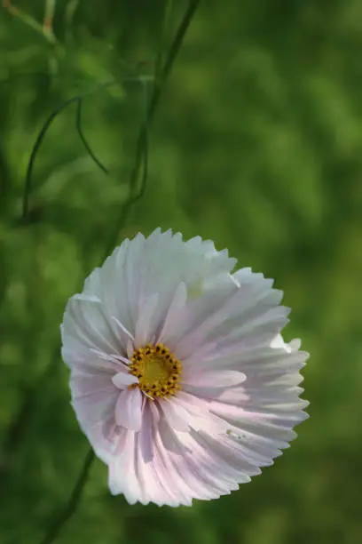 White Cosmos flower in the garden on summer season. Cosmos bipinnatus