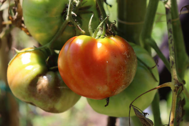 Downy mildew on red ripe tomatoes growing on plant Downy mildew on red ripe tomatoes growing on plant. Tomato plant with disease in the vegetable garden. Peronosporaceae family mildew stock pictures, royalty-free photos & images