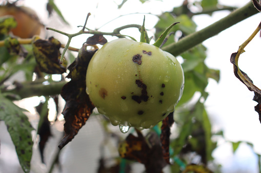 Rotten unripe tomatoes on plant in the vegetable garden. Tomato plants with disease